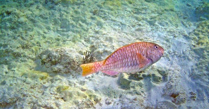 Unsplash/Karl Callwood